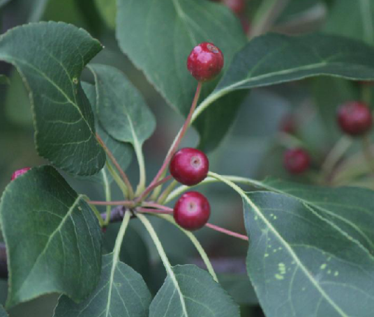 山荆子（中药）
