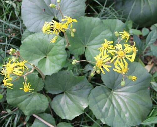 八角乌（中药）