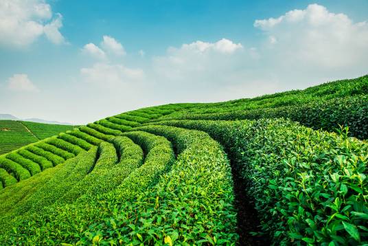 茶园（茶文化园区）