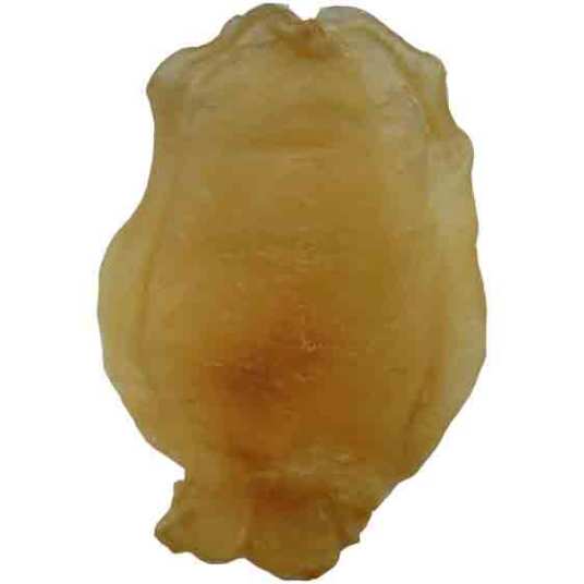 鱼鳔（鱼类器官）