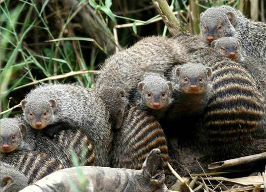 獴（獴科动物的通称）