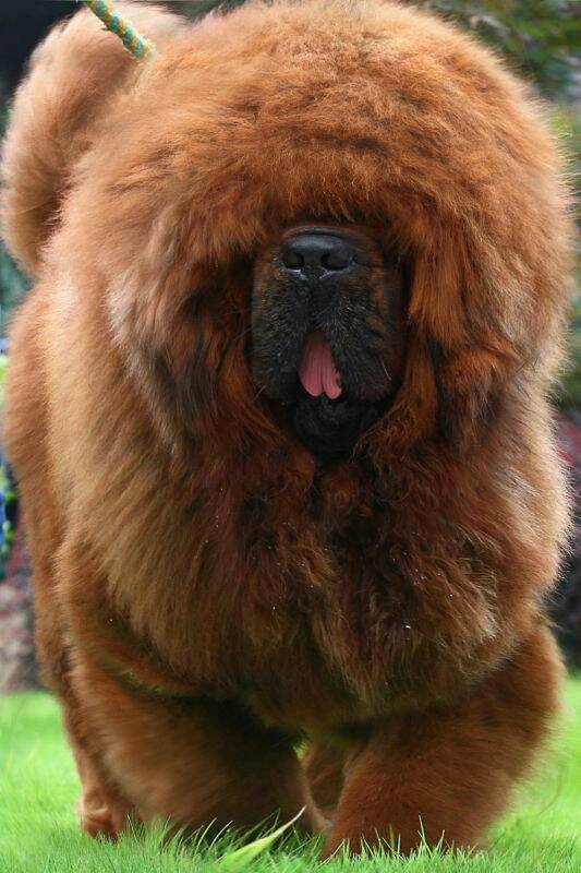 獒（狗的一个种类）