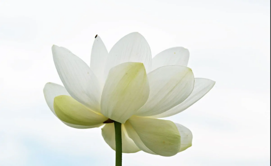 白莲花（小说角色概念）