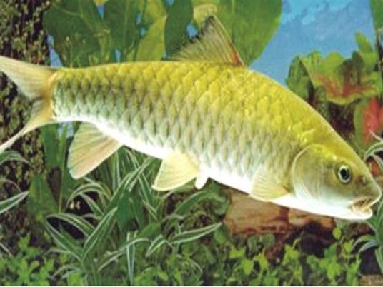 鲃（鲤科鲃属的一大类淡水鱼）