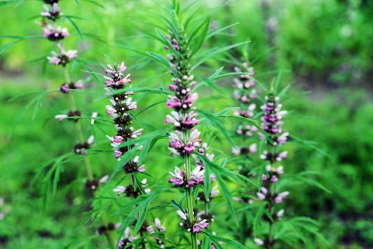 益母草（唇形科益母草属植物）