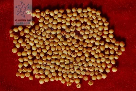 天南星（草药）