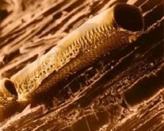 导管（细胞生物学名词）