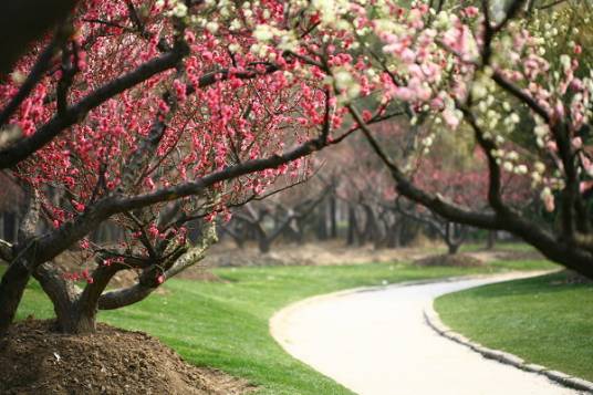 一棵开花的树（席慕蓉创作现代诗）