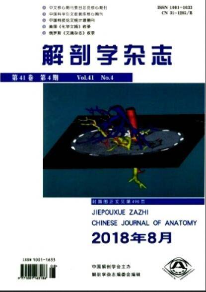 解剖学杂志