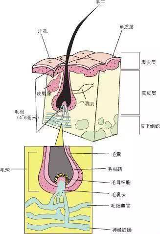 毛囊细胞再生素(FCF)