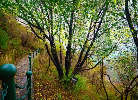 独木成林（运城凤凰山景点）