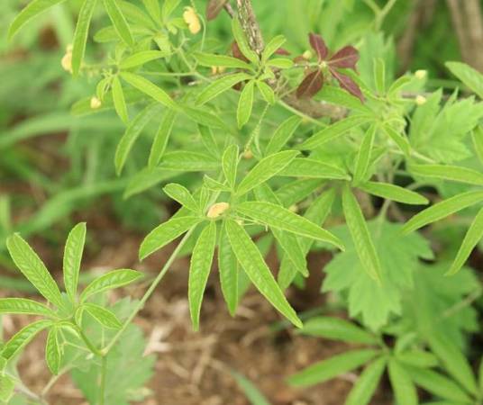 罗锅底（葫芦科雪胆属植物）