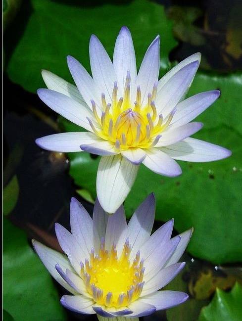 黑美人（睡莲品种）