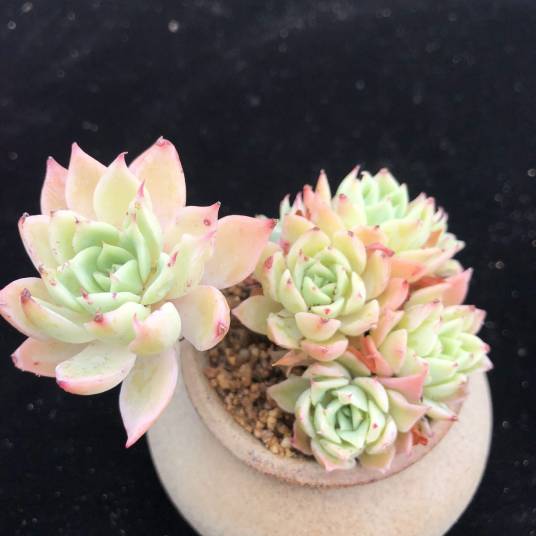 三色堇（景天科拟石莲花属植物）