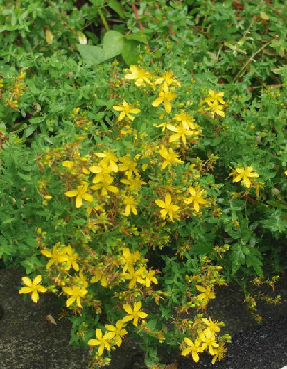 贯叶连翘（中药）