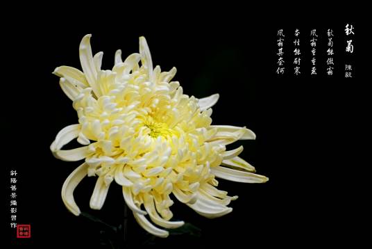 秋菊（陈毅诗作）