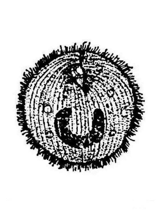 白点（鱼类寄生虫传染病）