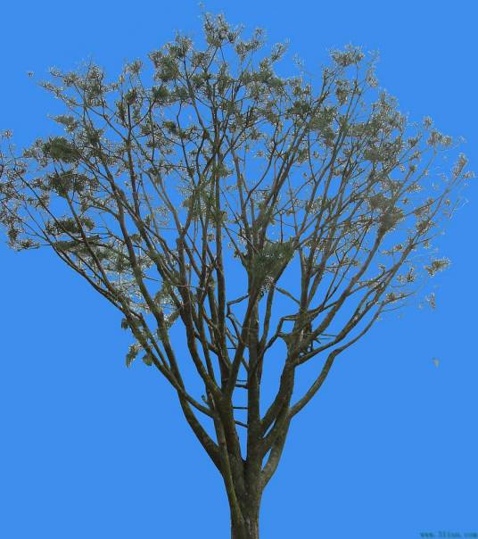 金臣（油桐属植物）