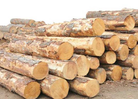 花旗松（建筑用木材）