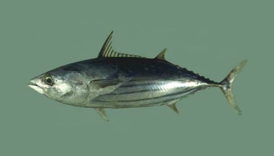 鲣(鲣属下的一种鱼类)