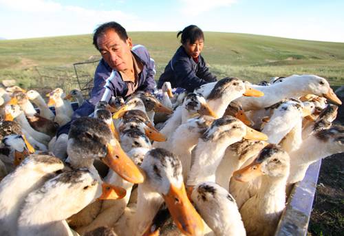 养鸭（1997年中国农业出版社出版的图书）