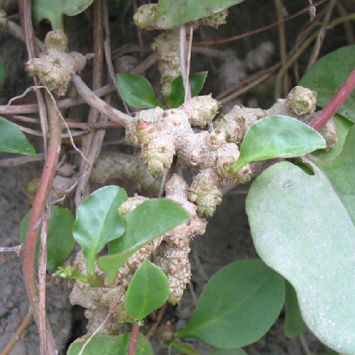 藤三七（中药）