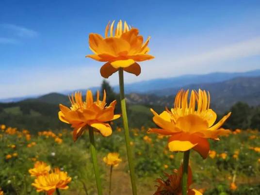 金莲花（毛茛科金莲花属植物）