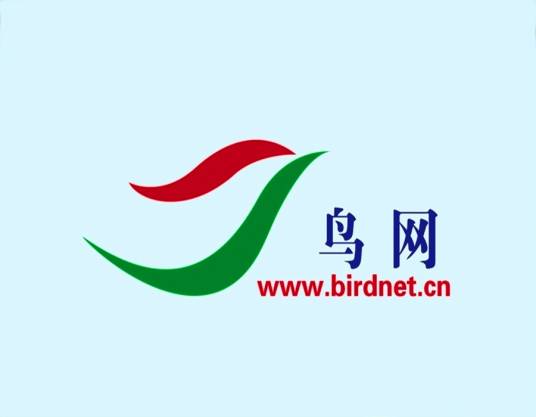 鸟网
