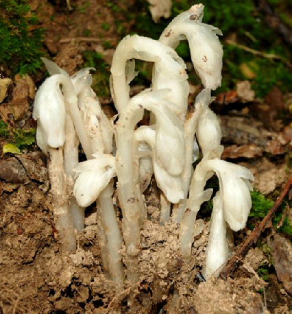 水晶兰（中药）