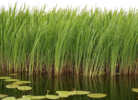 茭白（禾本科菰属草本植物）