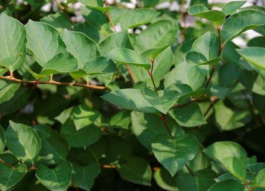 大九股牛（药材）