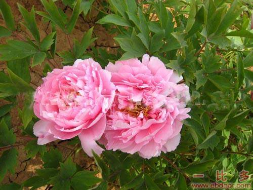 软玉温香（芍药属牡丹栽培品种）