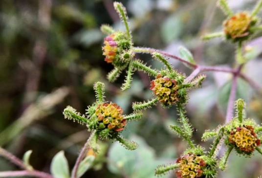 豨莶（菊科豨莶属植物）