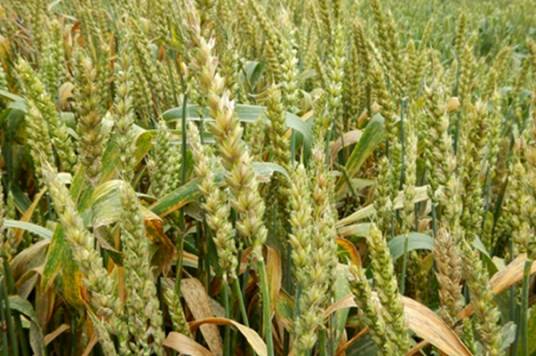 小麦（禾本科小麦属植物）