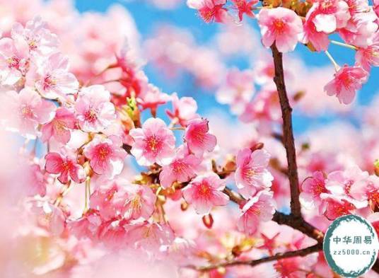 十二花信（十二种应候而来的花）