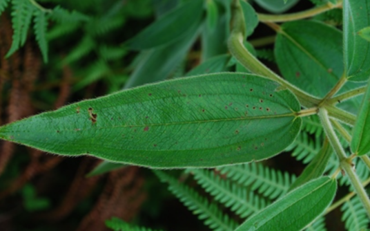 朝天罐（野牡丹科金锦香属植物）