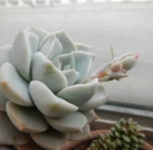 白牡丹（景天科风车石莲属多年生多肉植物）