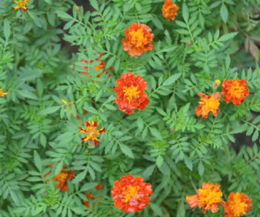 孔雀草(中药材)