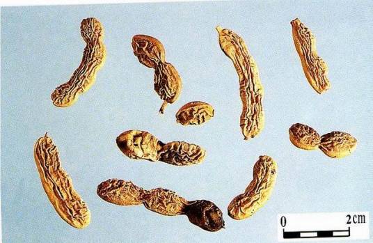 槐角（豆科槐属的一种果实）