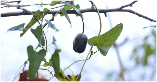 马兜铃（中药）