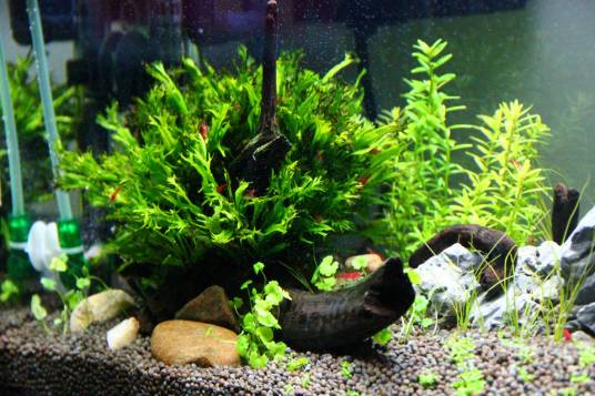 水草缸