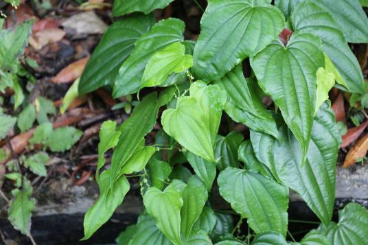 薯蓣（薯蓣科薯蓣属植物）