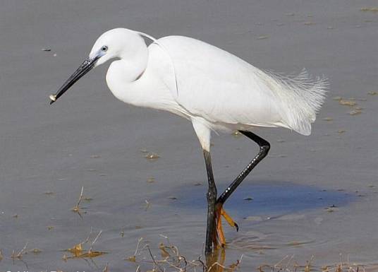 鹭（鹳形目鹭科鸟类的通称）