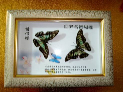 蝴蝶标本