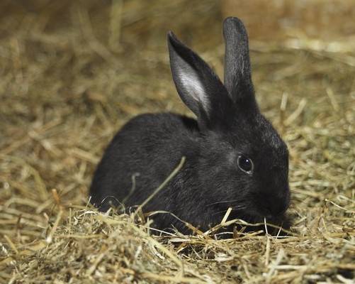 中华黑兔