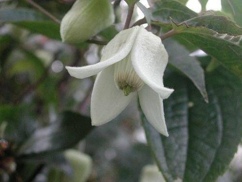 拦路虎（毛茛科铁线莲属植物）