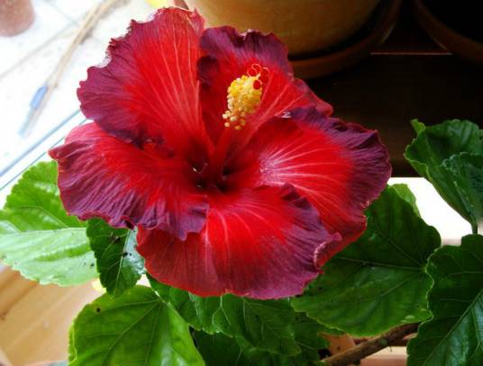 夜火（锦葵科木槿属植物）