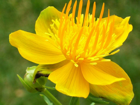 金莲（花卉植物）