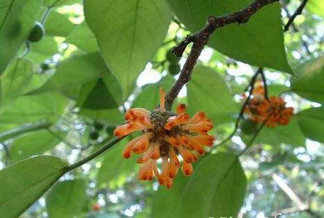 桑霜（中药材）