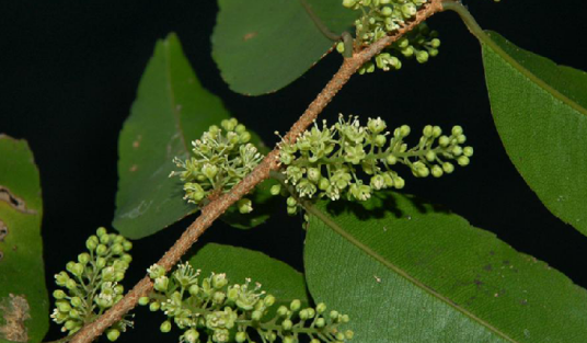 马桂花（紫金牛科酸藤子属植物）